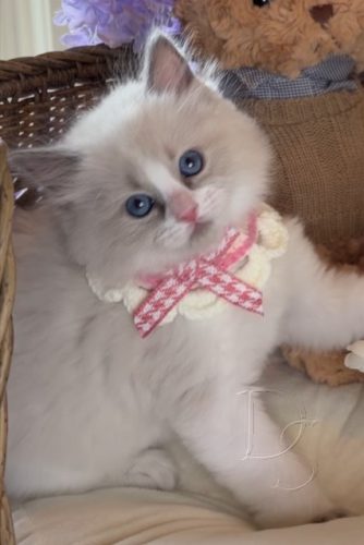 Available Ragdoll Kitten San Francisco CA
