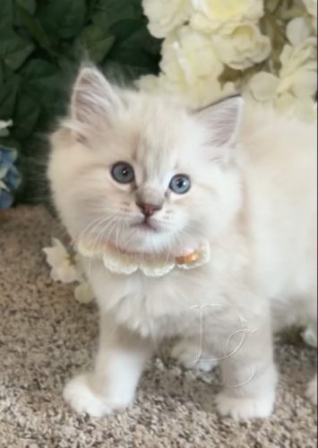 Available Ragdoll Kitten San Francisco CA